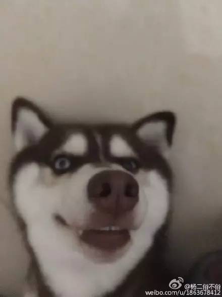 睡相最差的狗狗,狗狗睡狗窝和睡地板的区别