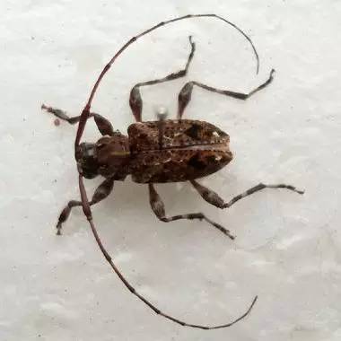 野火烧不尽死灰复燃,野火烧不尽野草