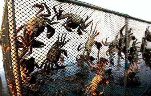 野火烧不尽死灰复燃,野火烧不尽野草