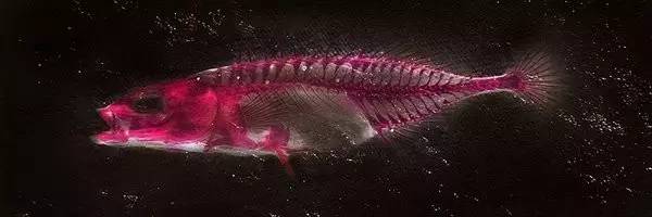 变异生物迷你世界,变异生物有哪些