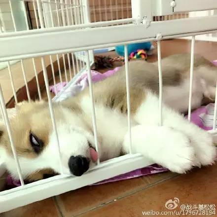 睡相最差的狗狗,狗狗睡狗窝和睡地板的区别