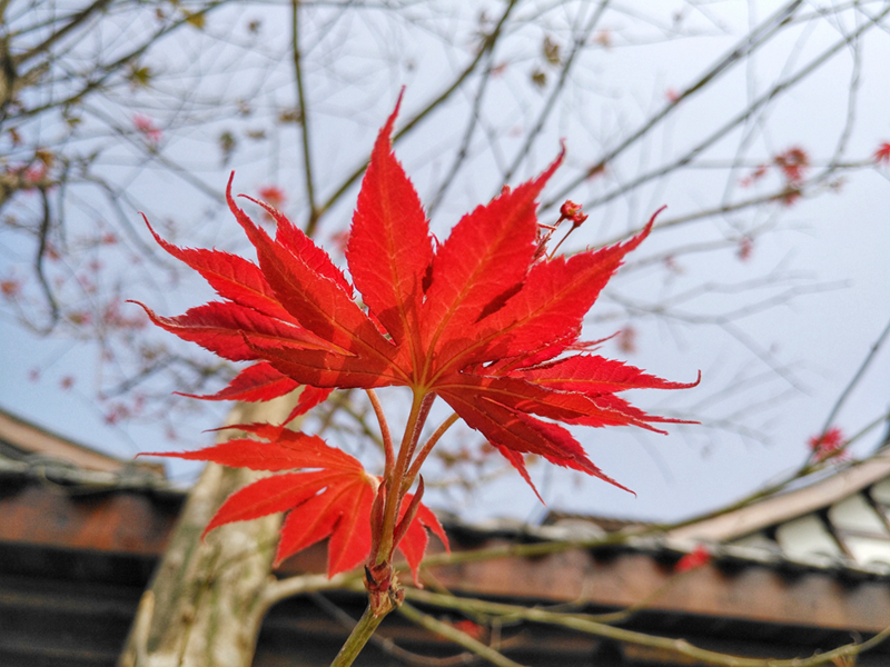 华为手机麦芒5评测,华为麦芒五升级鸿蒙