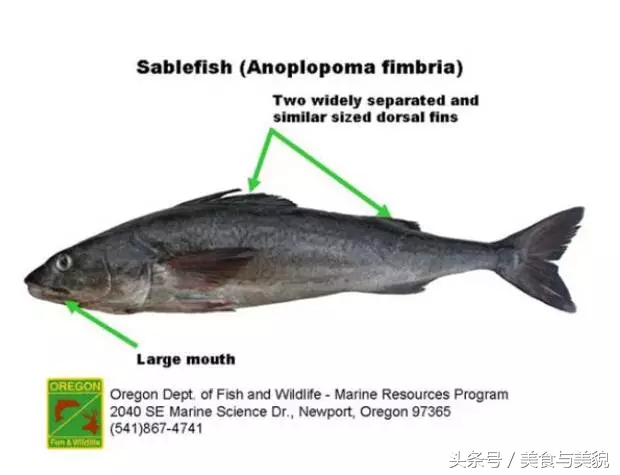 揭秘[海鲜中的李逵和李鬼们]之银鳕鱼。迄今最全最专业贴