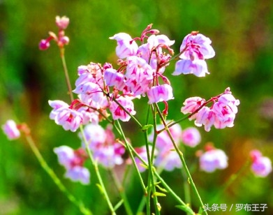 罗布麻茶有毒副作用吗,罗布麻茶真的很好吗