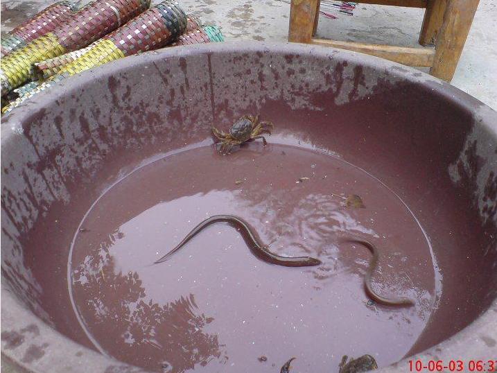 教你抓泥鳅黄鳝,手抓黄鳝技巧教学