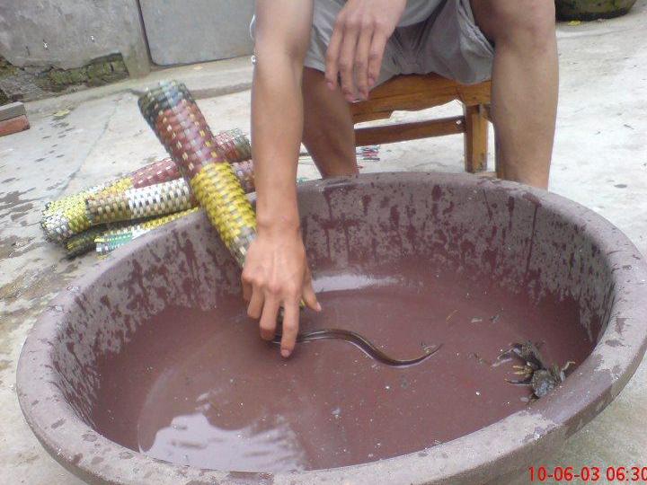 教你抓泥鳅黄鳝,手抓黄鳝技巧教学