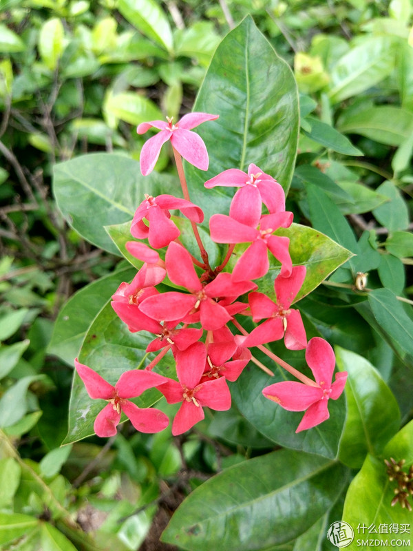 小米Es55和s55的区别,小米55系列评测