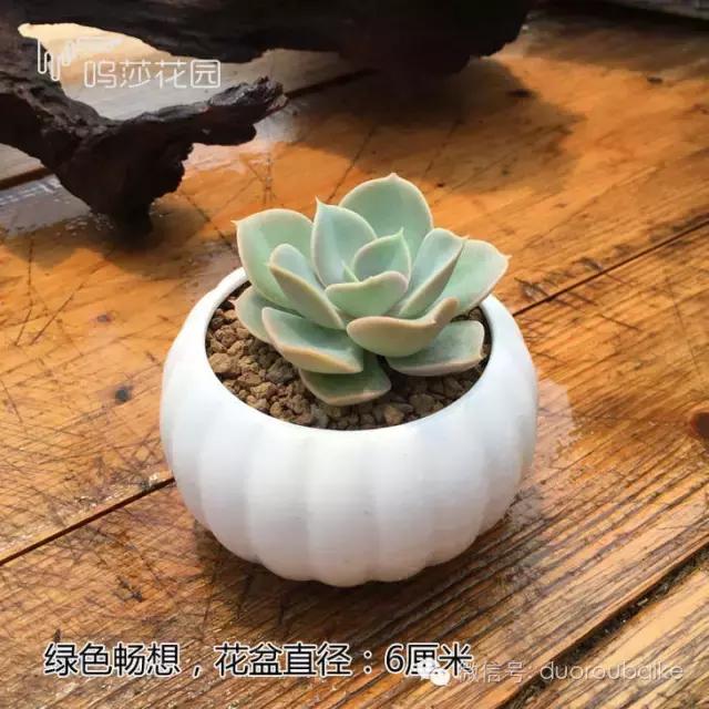 多肉植物新手入门知识,多肉植物品种大全带名字