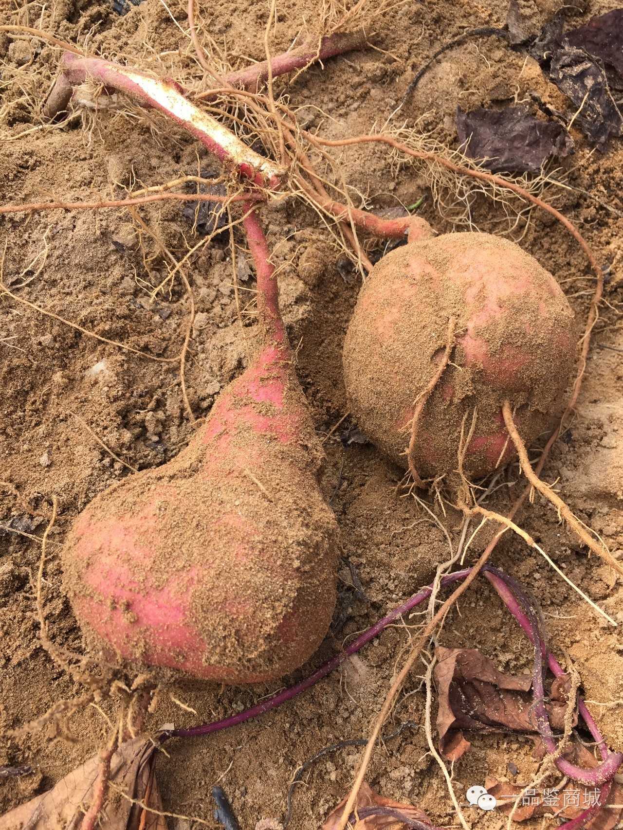 一点红最高档的红薯,正宗南沙一点红紫心红薯