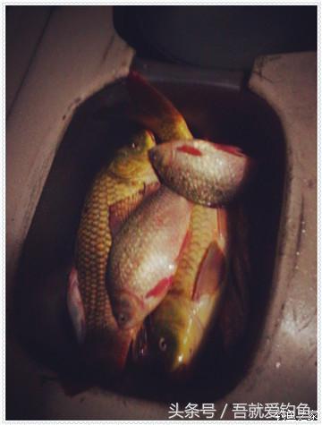 大将师来干家塘有鲤有鲫好鱼情