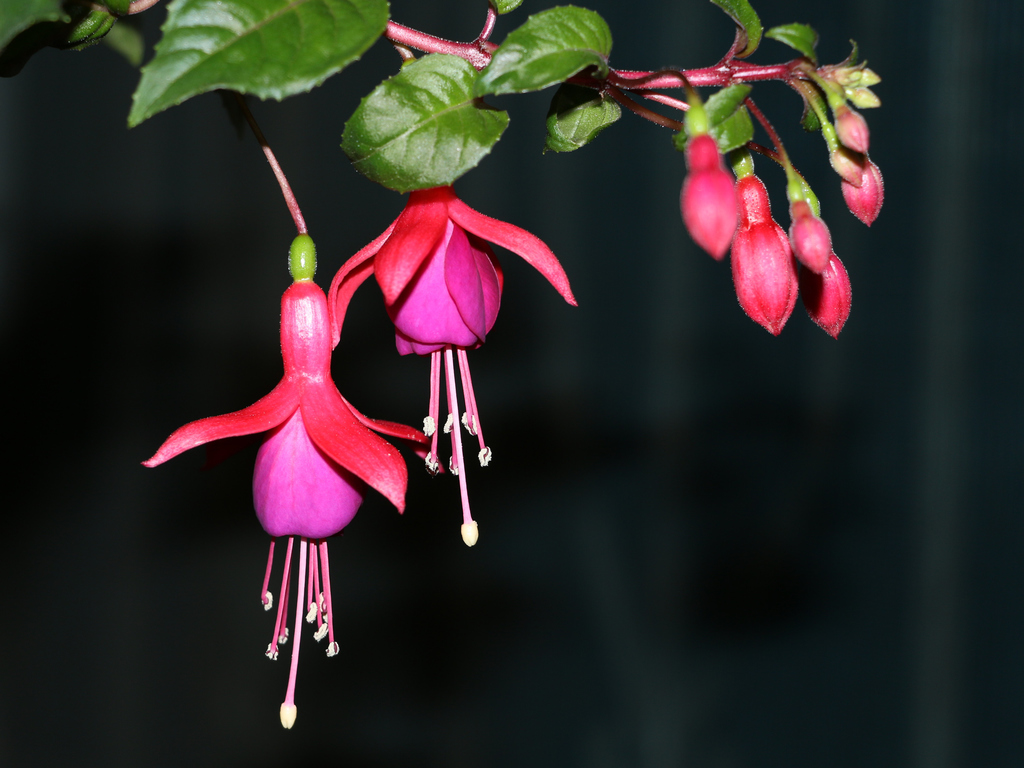 倒挂金钟古乐,倒挂金钟诗文