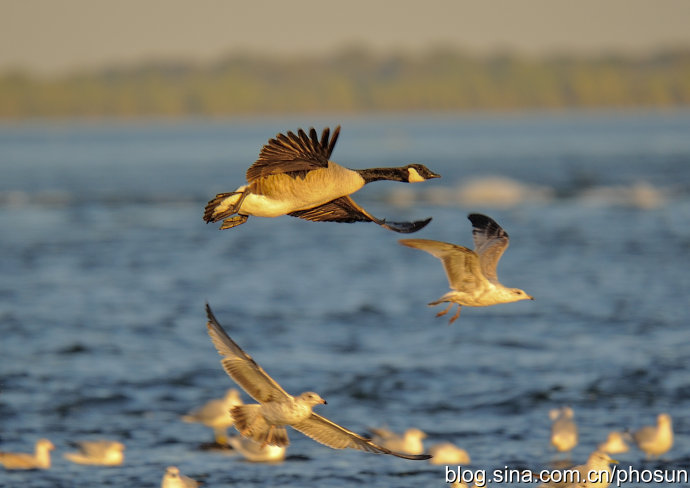 加拿大大雁泛滥成灾 (人类与大雁和谐共处视频)
