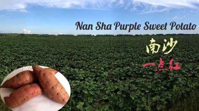一点红最高档的红薯,正宗南沙一点红紫心红薯