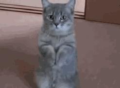 猫粮推荐最好的,2岁的猫咪适合吃什么猫粮