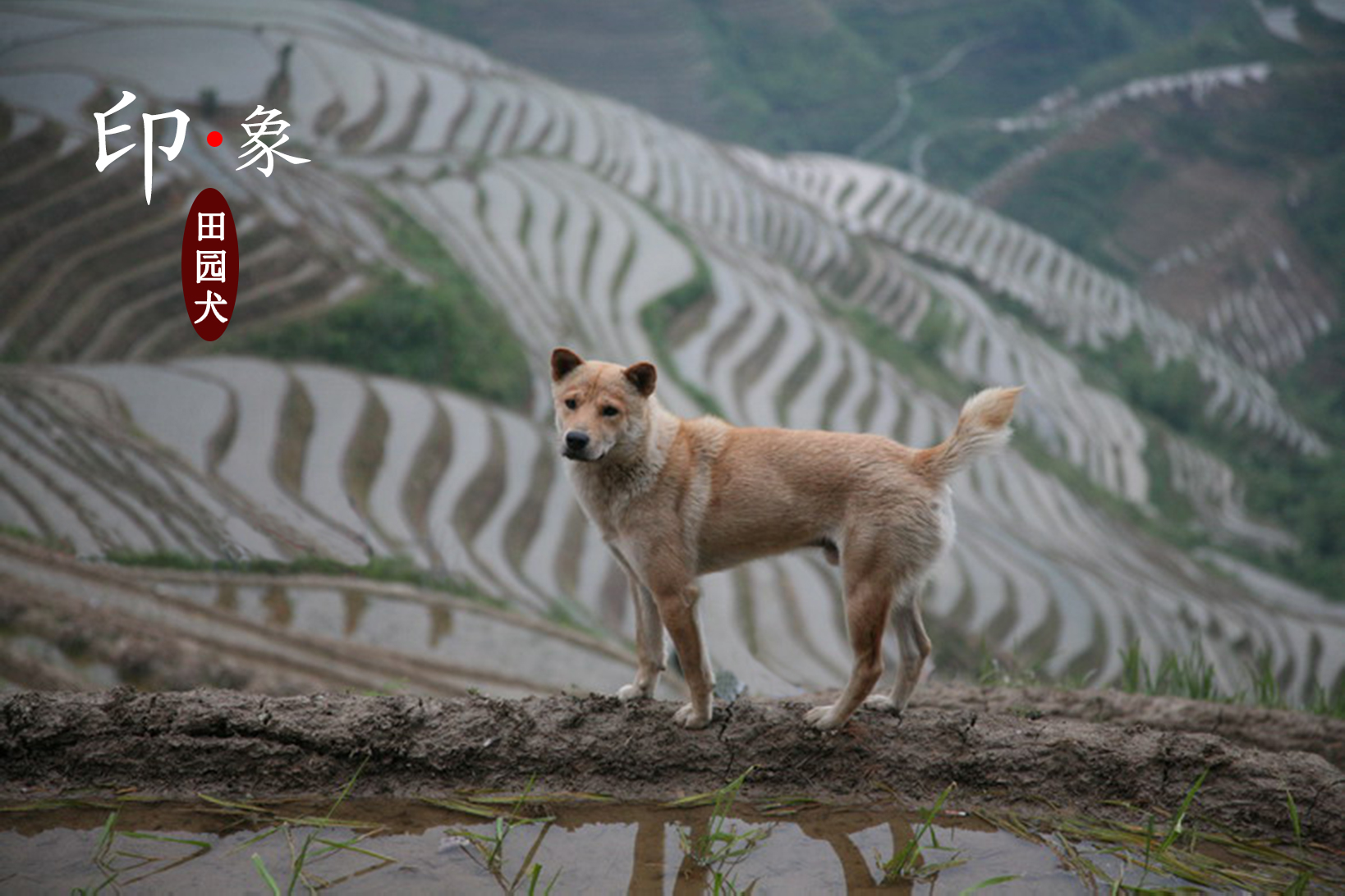 论狗狗的忠诚和地位,论中华田园犬的狗缘