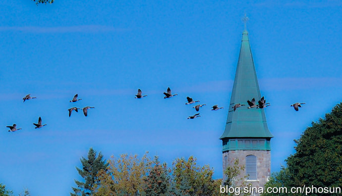 加拿大大雁泛滥成灾 (人类与大雁和谐共处视频)