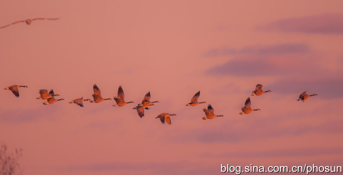 加拿大大雁泛滥成灾 (人类与大雁和谐共处视频)