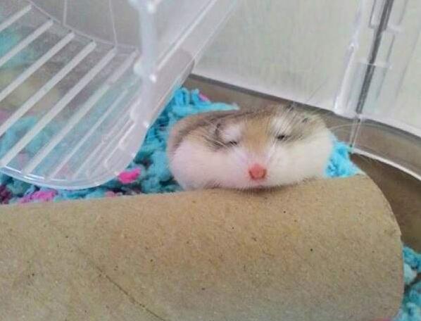 仓鼠就是贪吃爱睡的小萌物你真的都了解它们的习性吗？