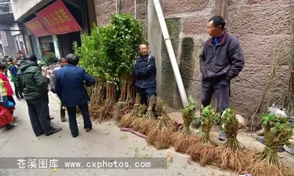 东溪古镇街景,苍溪县古镇全景图