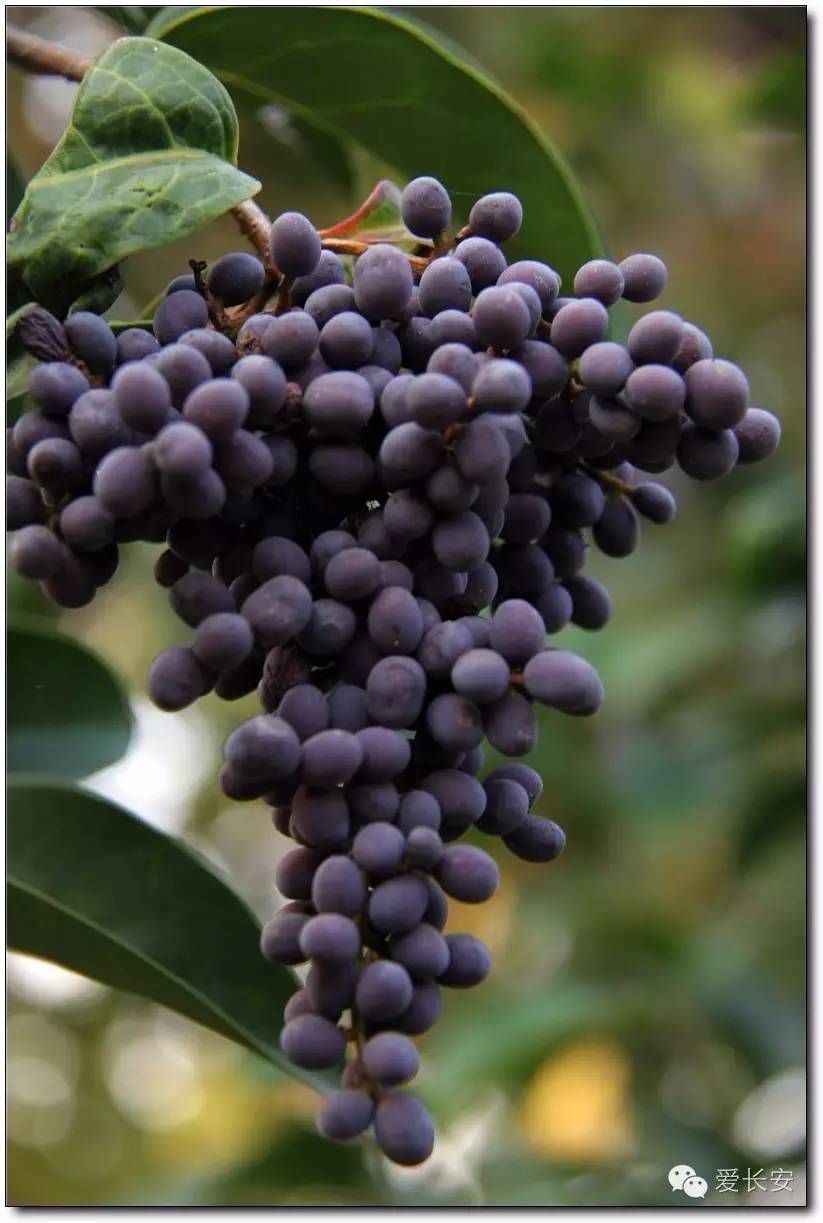 西宁南山秋景自驾游攻略一日游,旅游南山