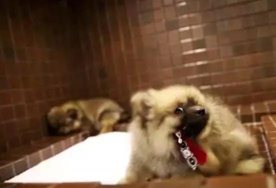 注意了！新加坡售出宠物狗前必须申领狗牌，另附最全汪星人英文名