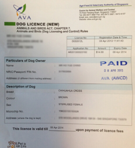 注意了！新加坡售出宠物狗前必须申领狗牌，另附最全汪星人英文名