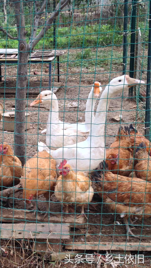农业创业项目农村致富项目,未来十年农村致富项目
