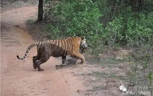 虎王kzt085vs花豹,花豹vs虎王