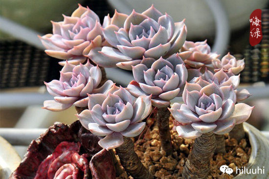 怎么可以这么美图片,漂亮韩国多肉