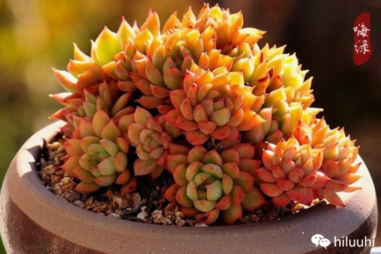 怎么可以这么美图片,漂亮韩国多肉