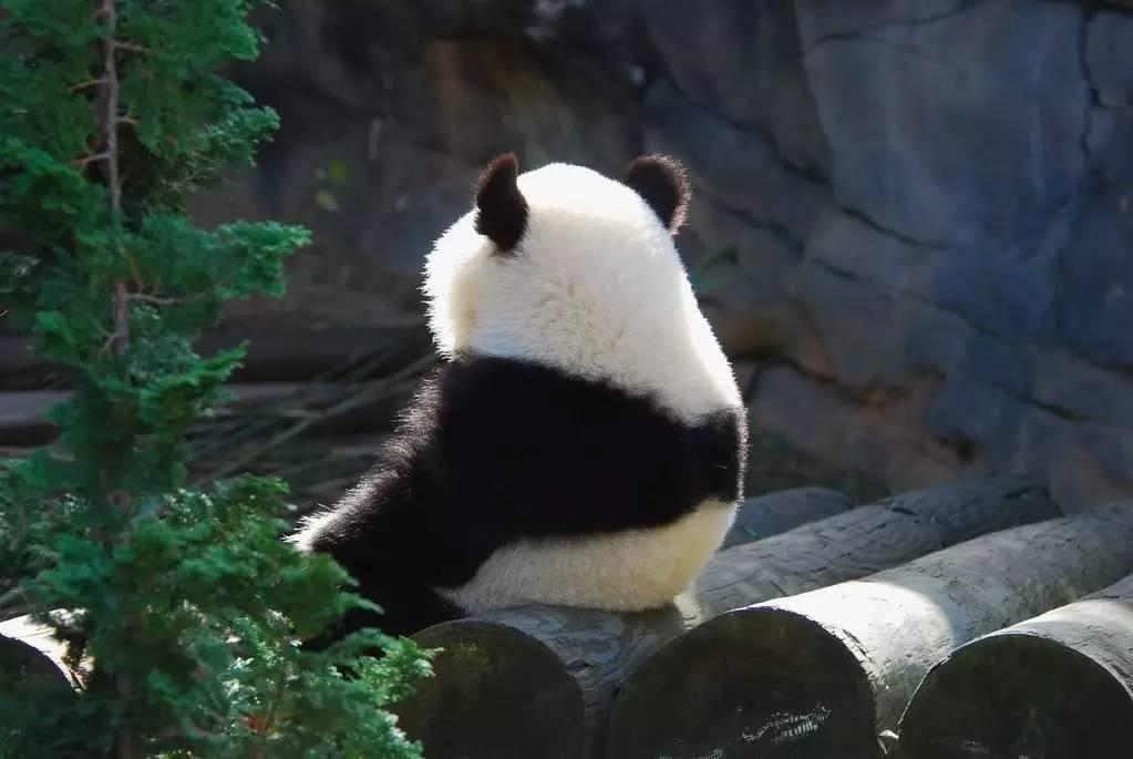 如果你爱喝普洱茶，光棍节就一定不会悲伤度过