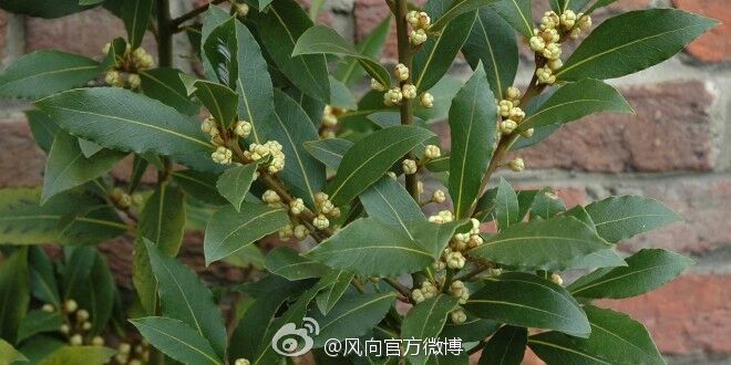 香水之冠军篇——Invictus胜者为王