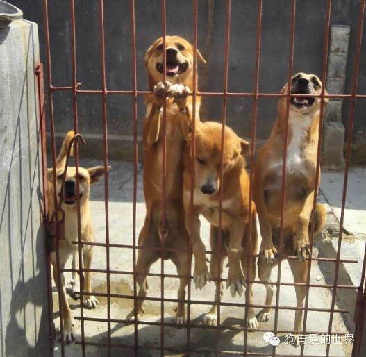 他们是最可爱的人作文700字 (他们是最可爱的人英语)