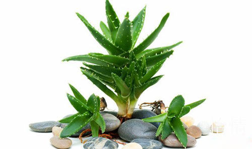 芦荟的价值有哪些,可食用芦荟和一般芦荟的区别