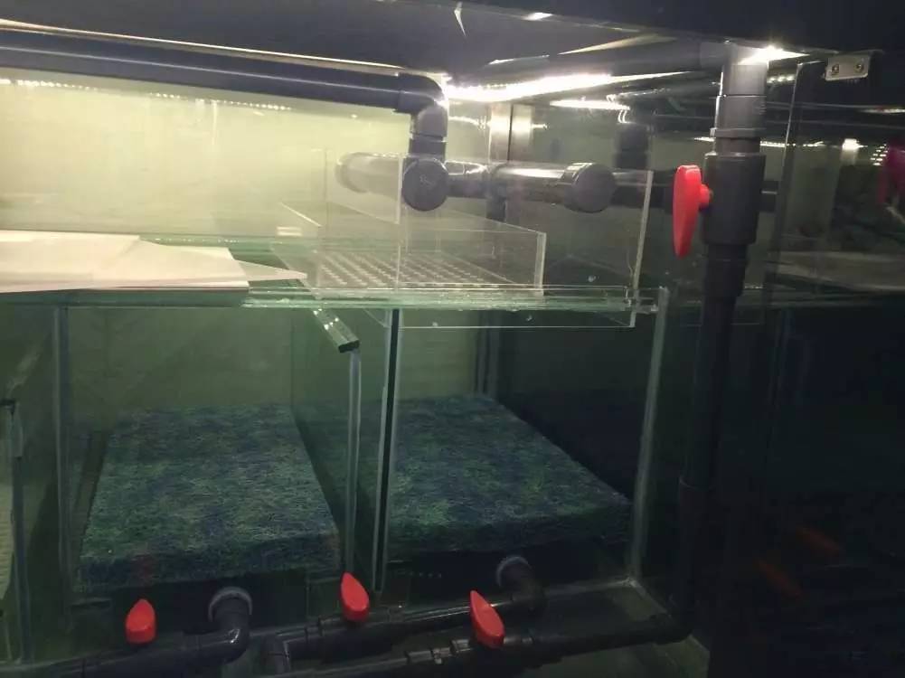 如何有一个好的鱼缸,给自己一个完美的空间