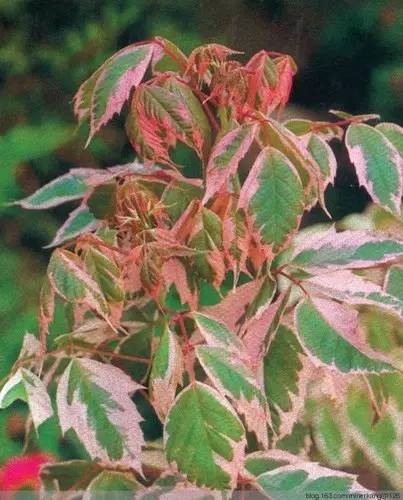 围观“枫”和日丽~来江西赏这一抹红