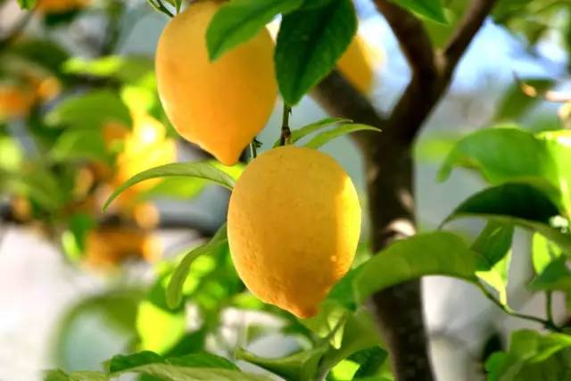 身边20种天然药，你都知道吗？