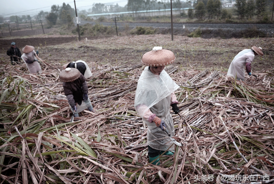 古法黑糖纯手工制作,古方黑糖制作工艺
