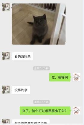 200元买蓝猫火了,200块钱买了一只蓝猫