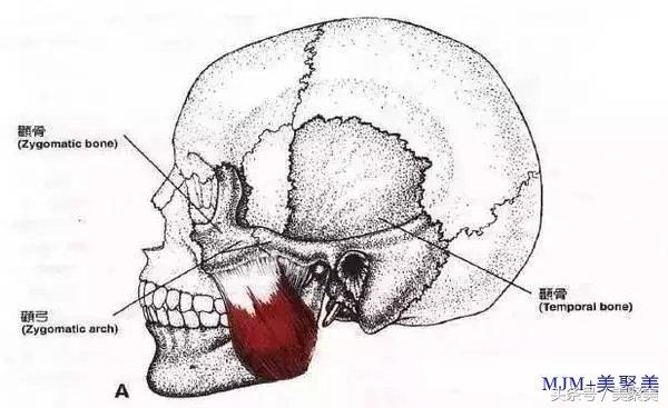 想要瘦脸先测脸型再定制轻松瘦脸,不同脸型的瘦脸方法图解大全