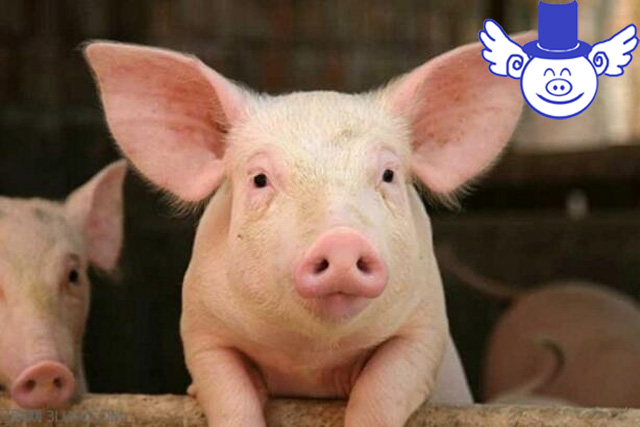 猪体温低怎么办如何解决,猪体温低怎么治疗最快