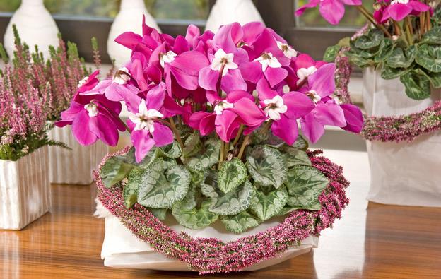 仙客来需要怎么照顾才能养好,养好仙客来