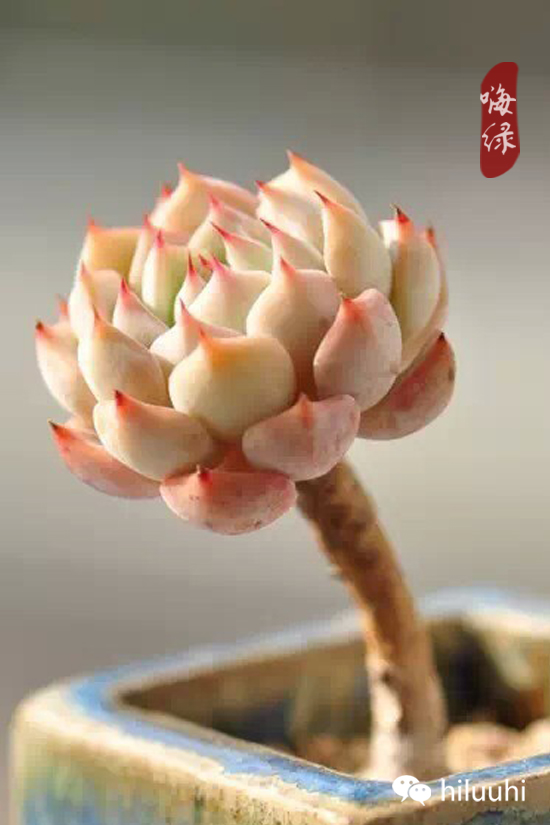 怎么可以这么美图片,漂亮韩国多肉