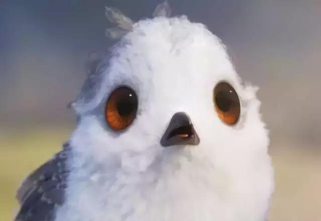 鸟是好鸟就是话多这幅图表达什么,鸟是好鸟是什么梗