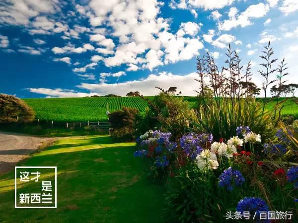 新西兰美到让人窒息,新西兰哪里最美