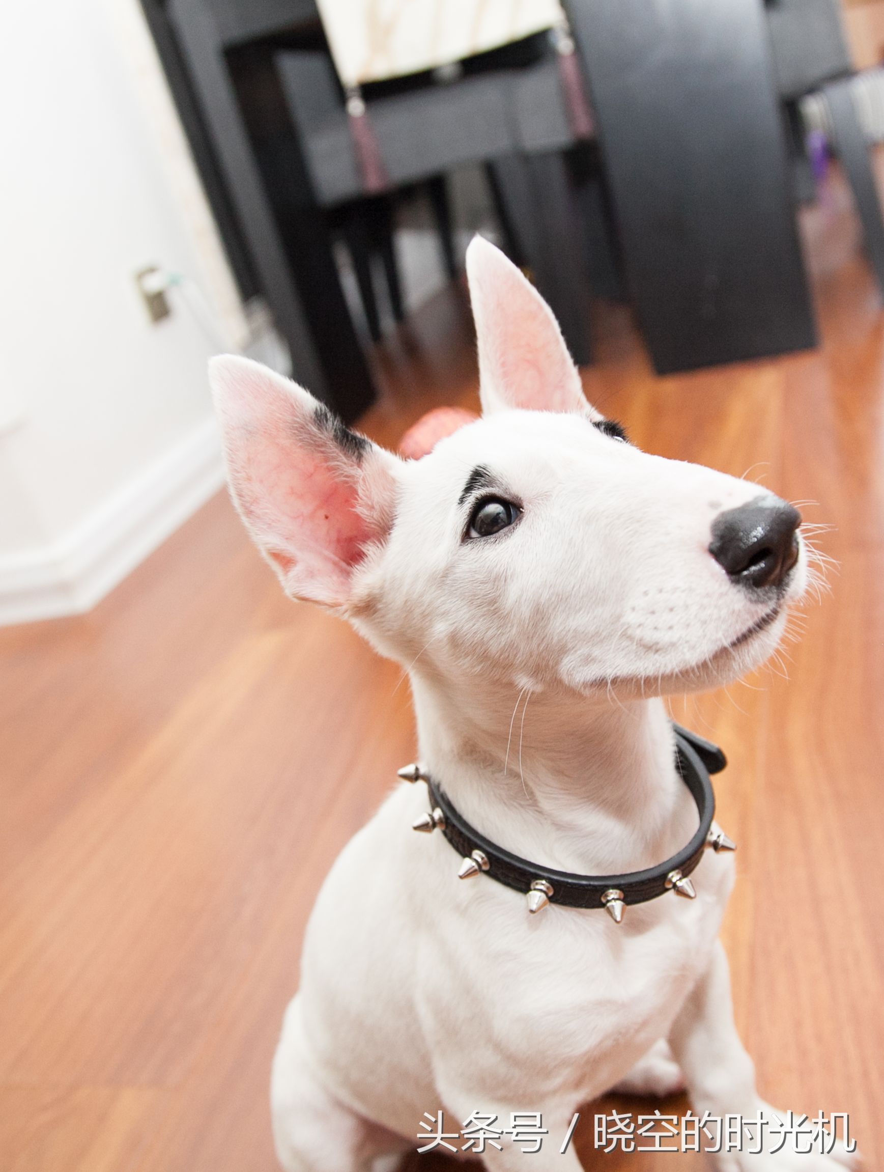 宠物医院铲屎官,铲屎官宠物医院门票