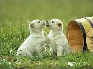 为什么狗狗这么喜欢舔蟾蜍,狗狗喜欢舔脚是因为什么原因