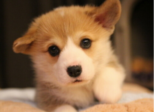 注意了！新加坡售出宠物狗前必须申领狗牌，另附最全汪星人英文名