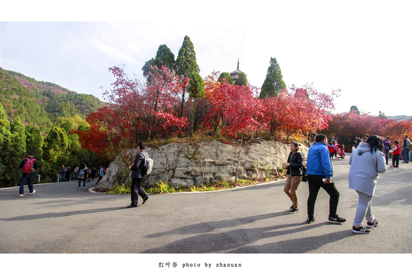 冬游红叶谷,看万山红遍层林尽染全文