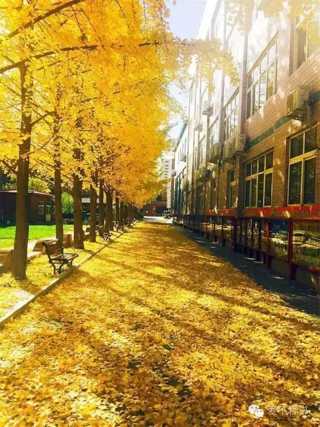 美呆了！被银杏包围的北京育英学校，在这里学习都是一种享受